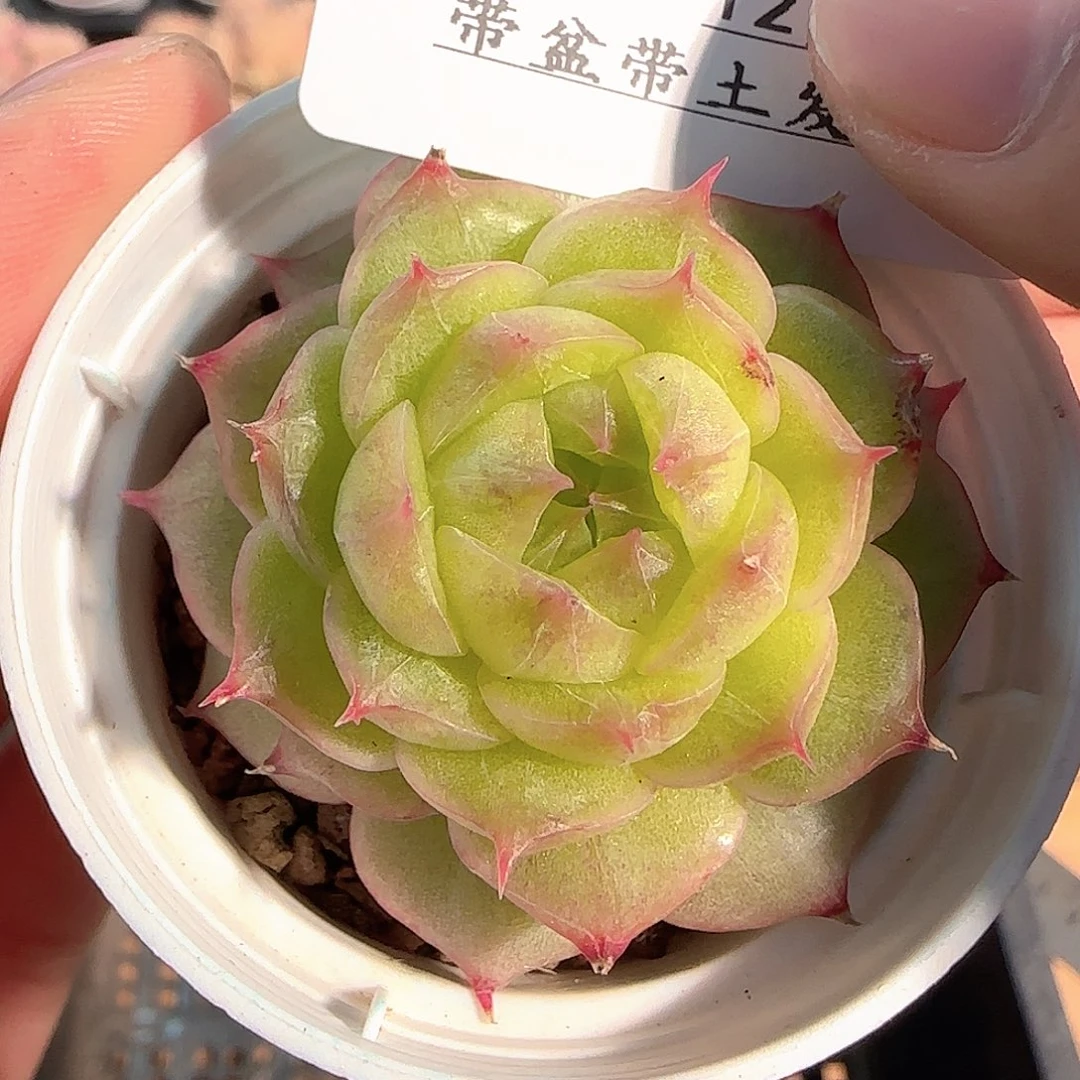 多肉1214-72海王长睫毛