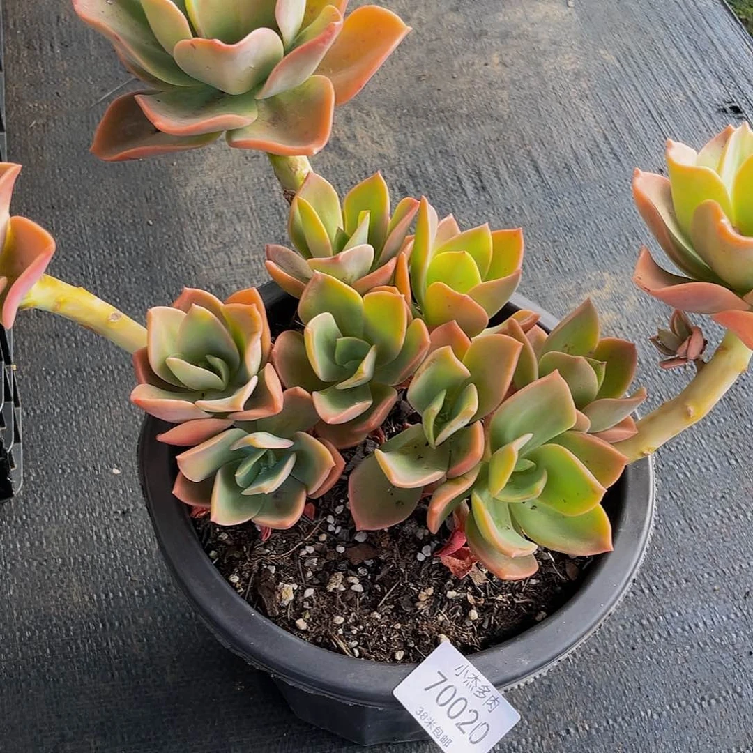 雲*鹤仕發生70020