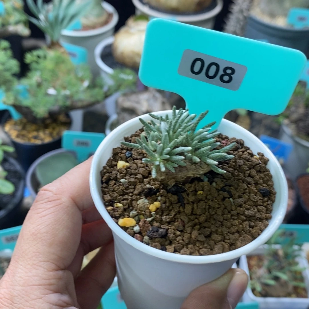 任锦多肉植物一个