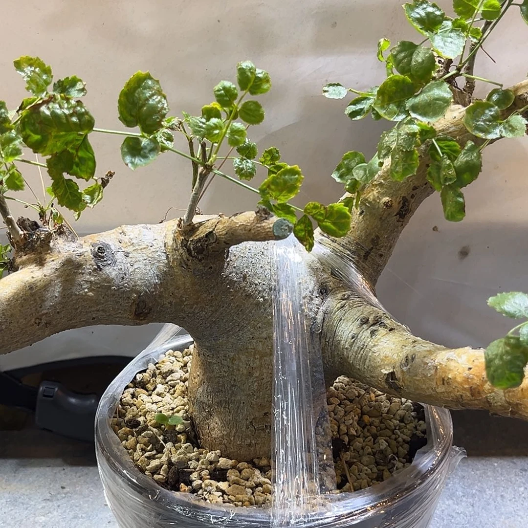 汤圆植物岩生橄榄