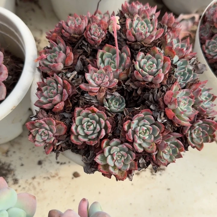 娜娜小勾多头多群生