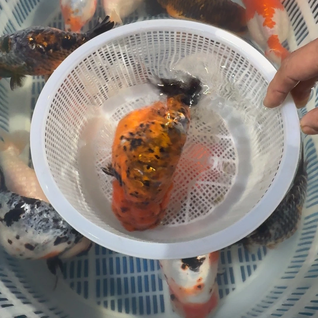 龙睛金鱼兰寿泰狮将军金鱼