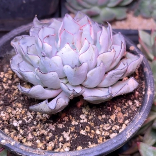 兰*多肉植物的植物