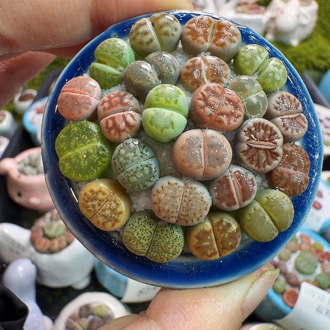 多肉植物福利冲865