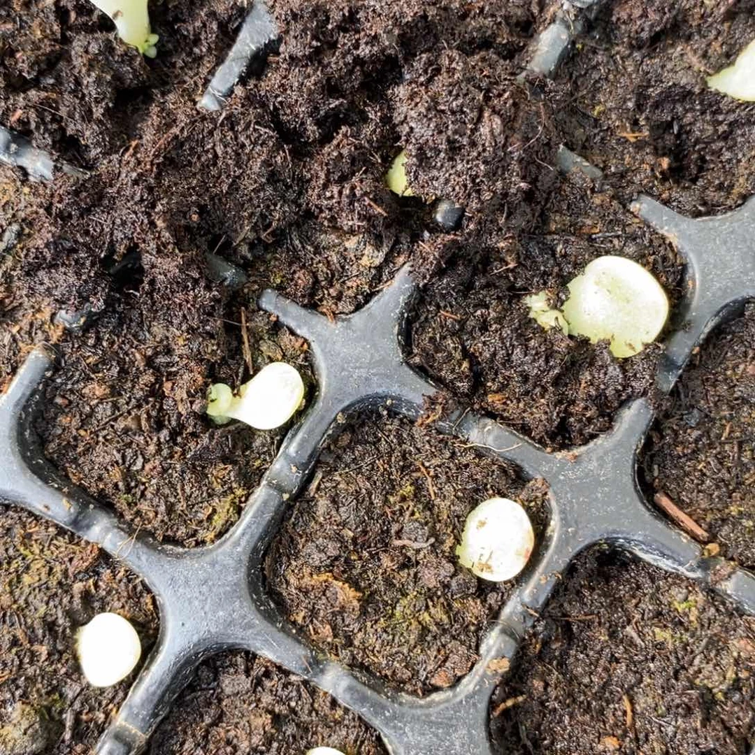 穴盘千金财富6芽苗一个