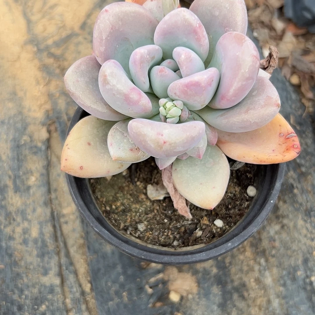 多肉植物奥普琳娜
