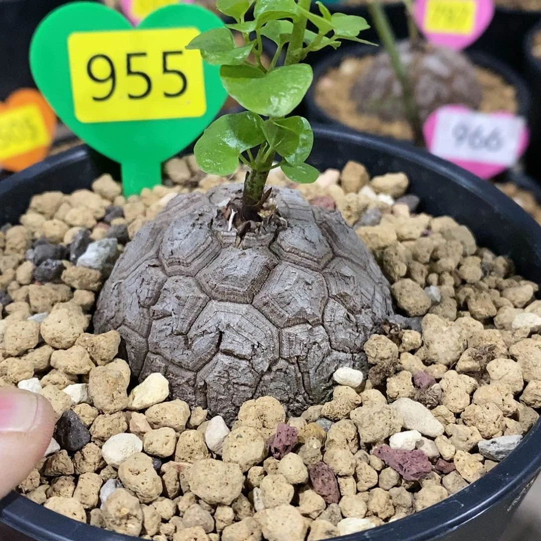 龟甲龙龟甲龙龟甲龙