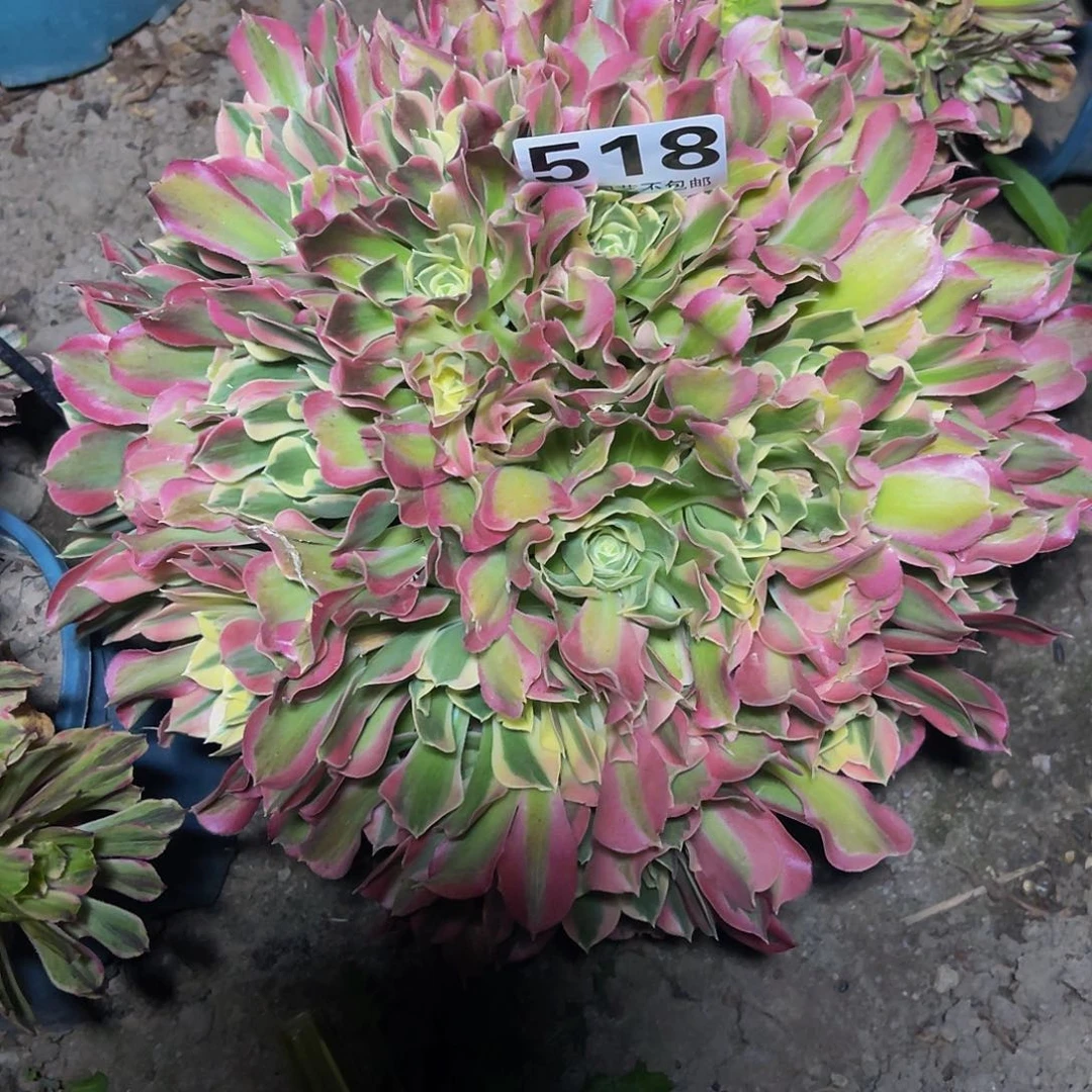 红陶法师法师13-0包邮法师