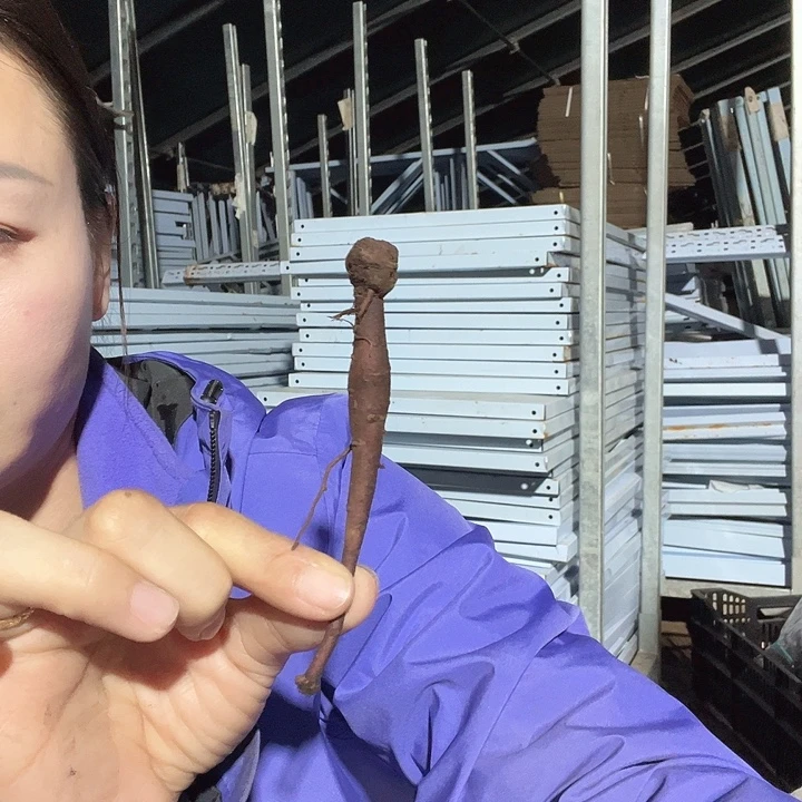 当前无花栽培后可以开花砰砰