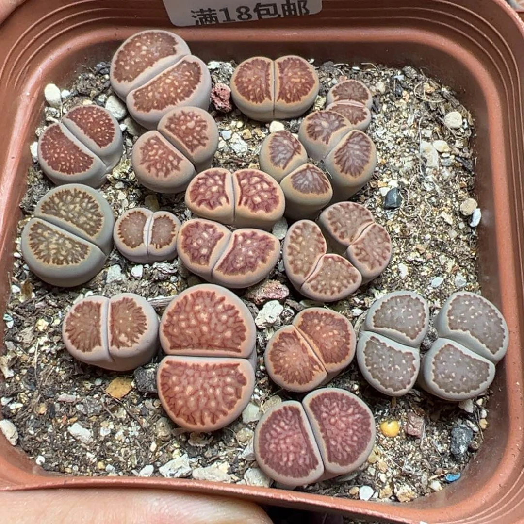 【闪购商品】 1161。