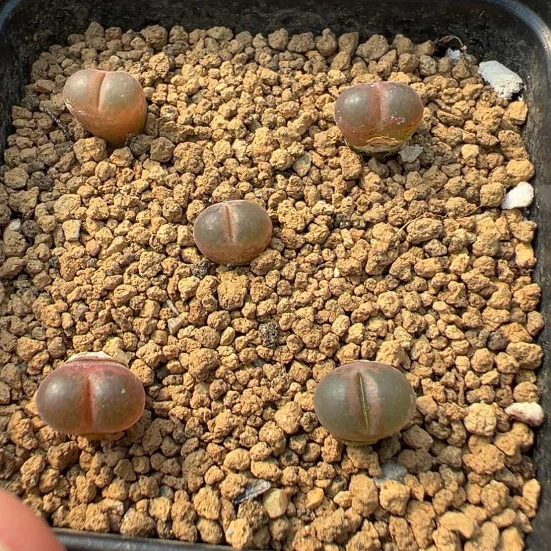 量拍黑眼豆豆风铃5颗