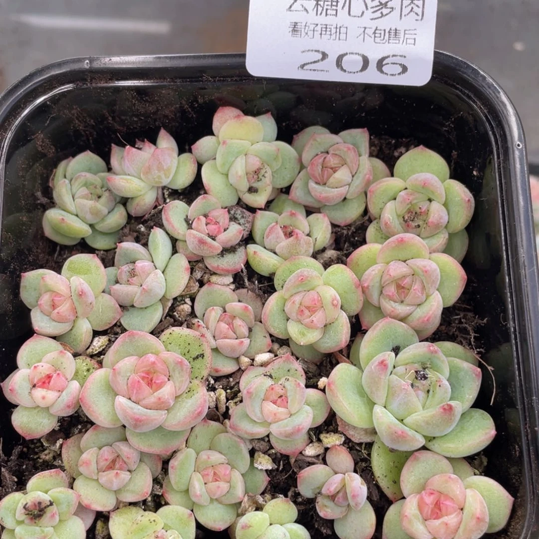 云糖心多肉植物206