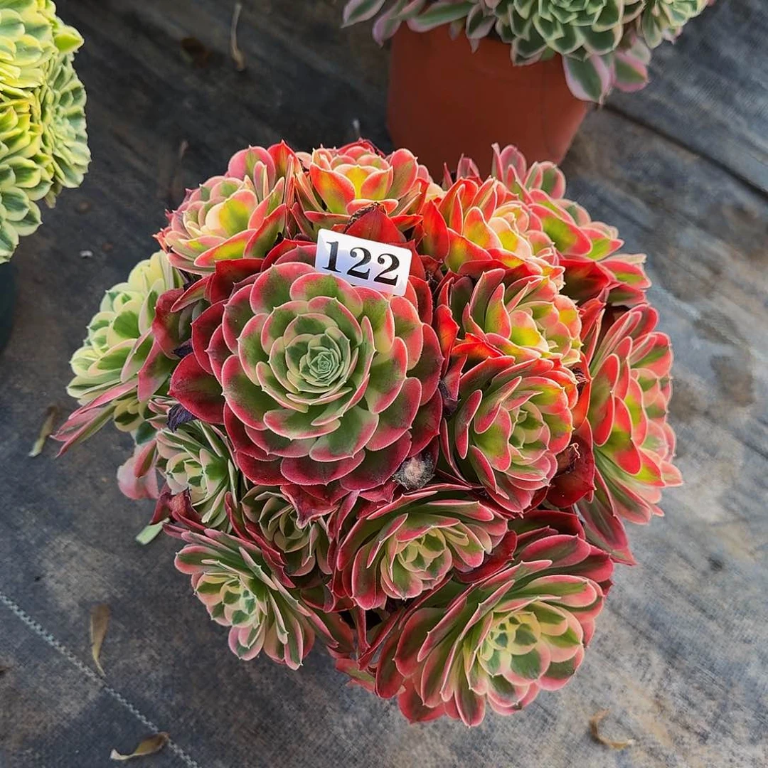 122白风多肉植物