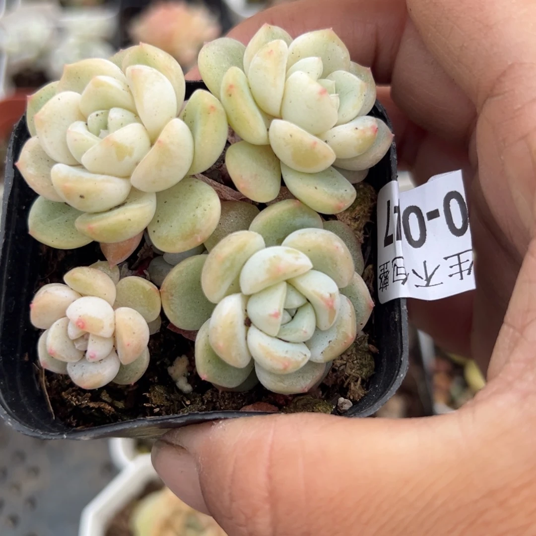 小卡拉米糖心一物一拍30-47