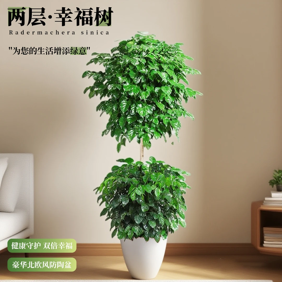 【二层幸福树】1.3-1.5米老桩室内客厅办公室四季常绿网红绿植盆栽