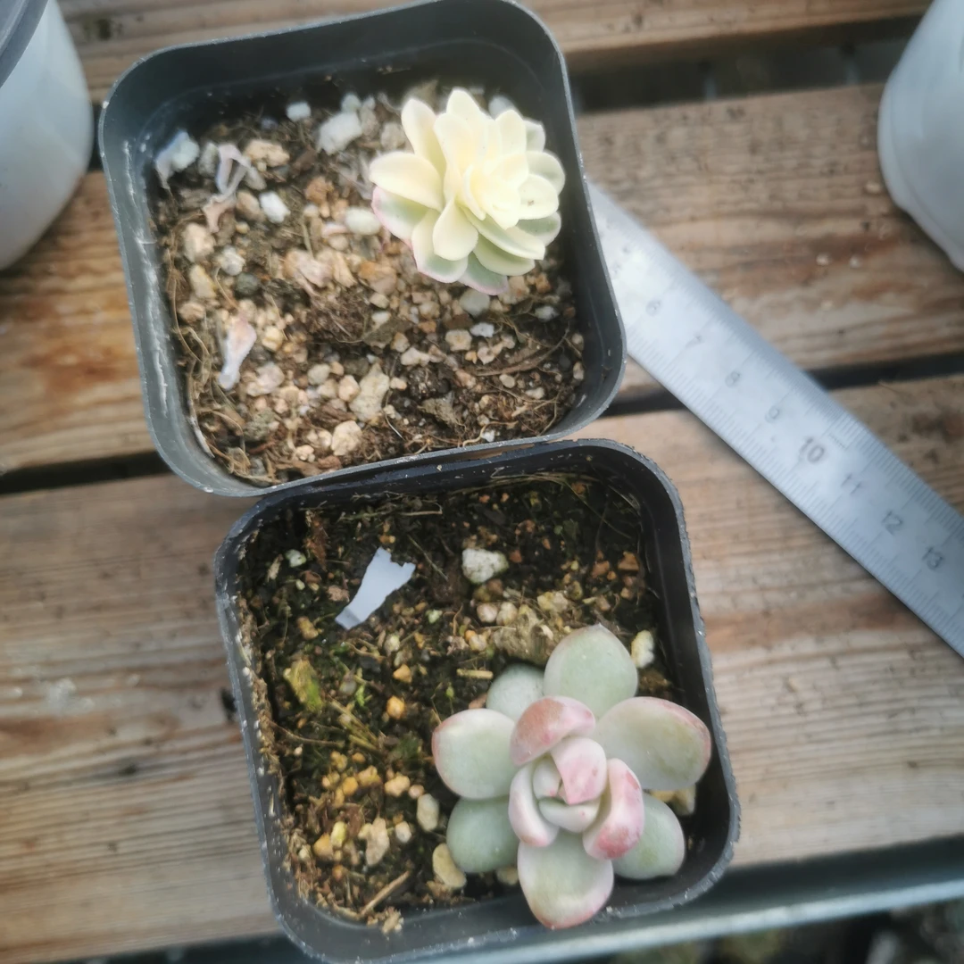 薄化妆白锦香槟锦多肉植物（火鸡专属）