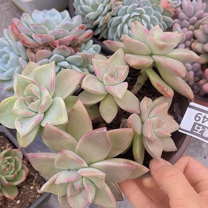 冰月1049多肉植物