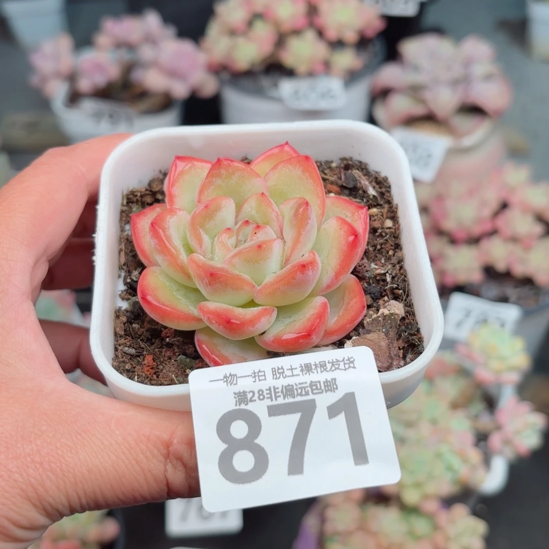 泡芙单头无盆土发货