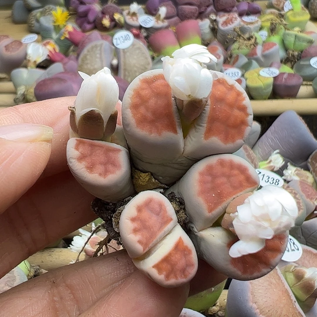 1368下播福利炸111111111