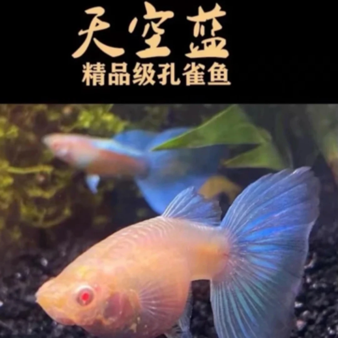精品日系天空蓝蓝白孔雀鱼带肚孕母小型热带鱼（入缸后不包损）