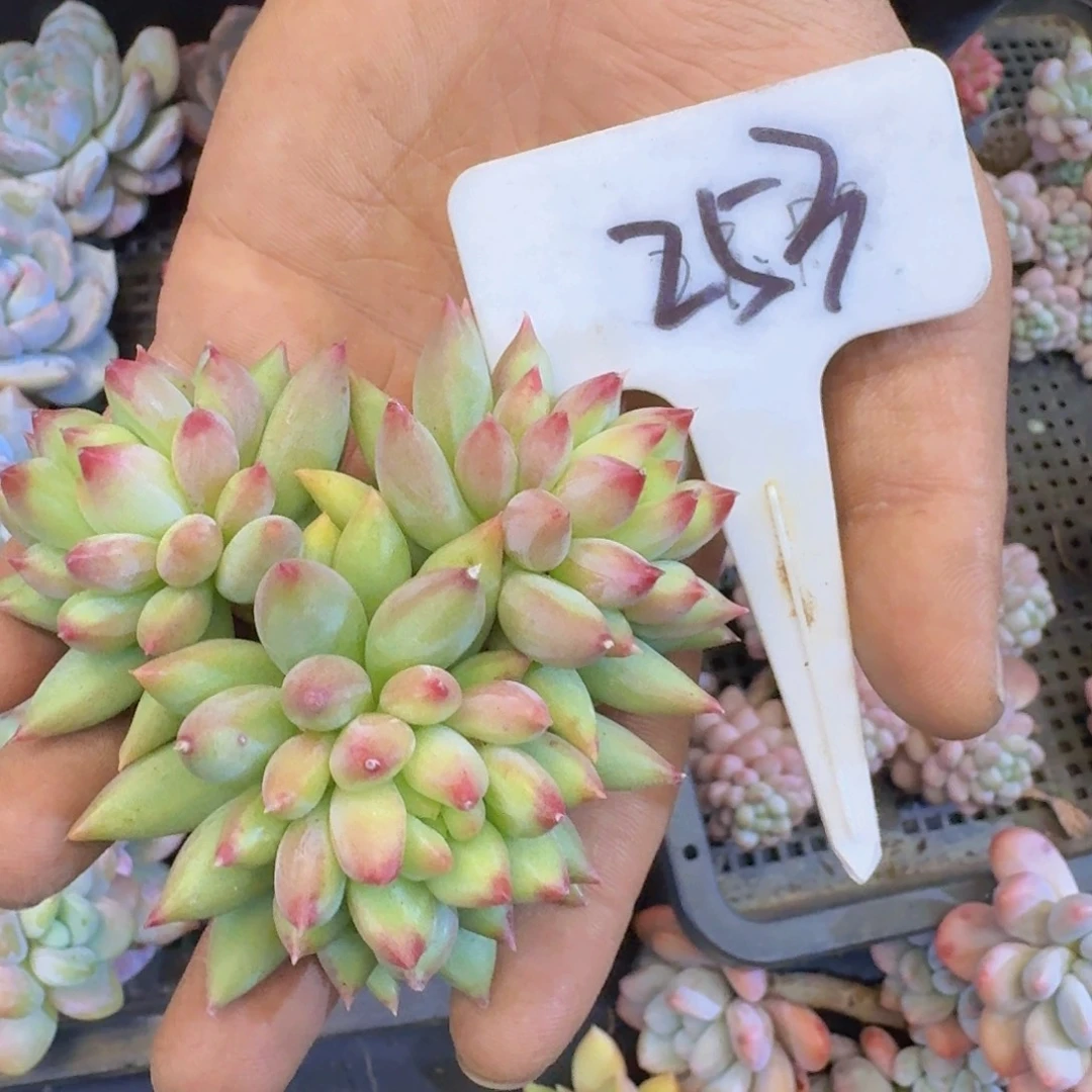 多肉植物的生长发育和