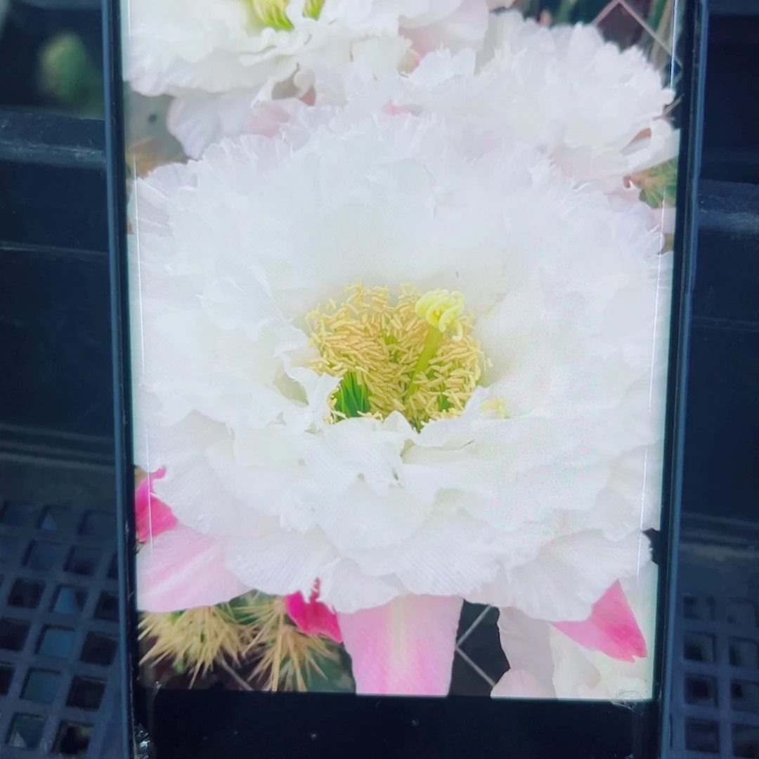 下5毛白牡丹歪无根侧芽4公分左右20包邮