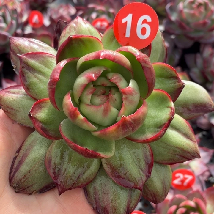 多肉植物 惊鸿仙子-4