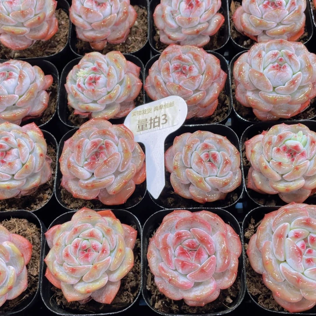 量拍3号老桩紫皮石榴籽星影单头两个