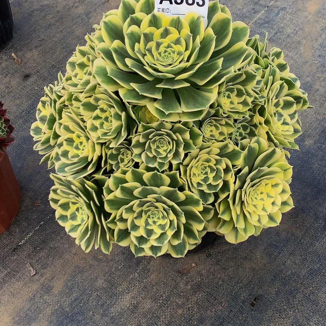 383多肉法师绿豆沙