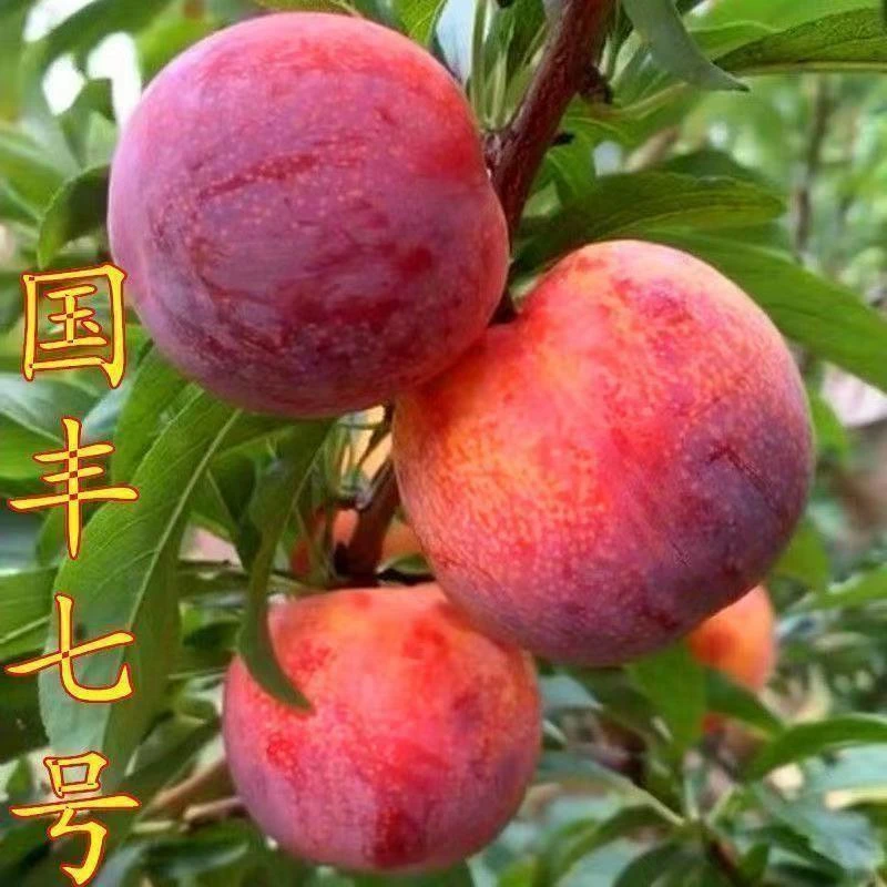 国峰七号李子树苗晚熟品种嫁接苗南方北方种植国丰7号辽宁新品种