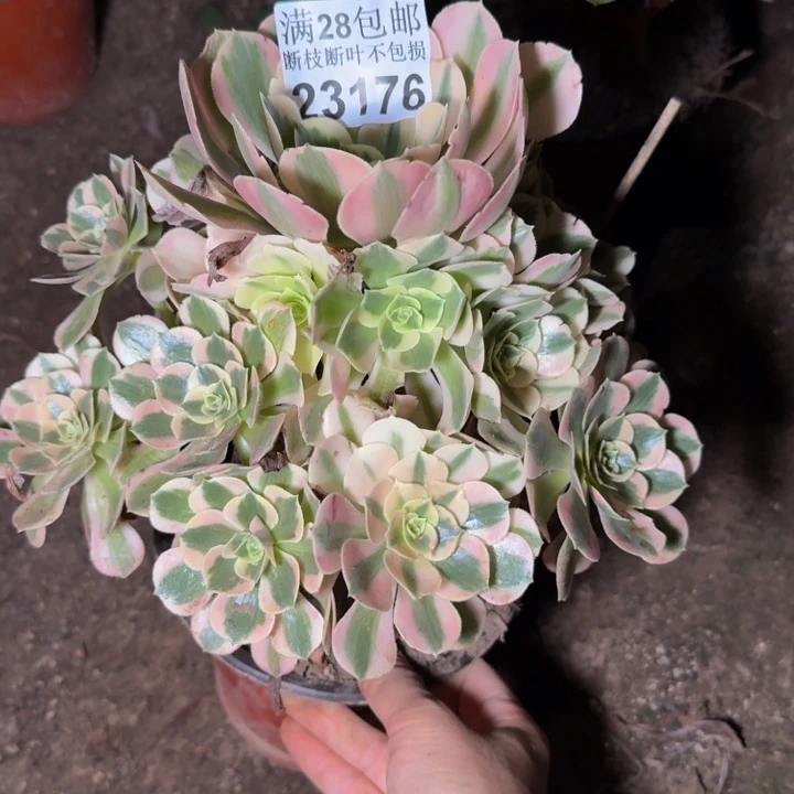 23176女巫多肉植物