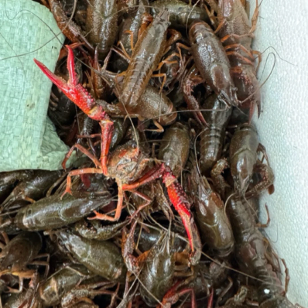 潜江小龙虾！4斤起 每只6起，带炮头！运输途中正常死亡不影响食用