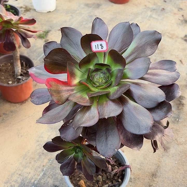 巫毒七彩手捧118多肉植物