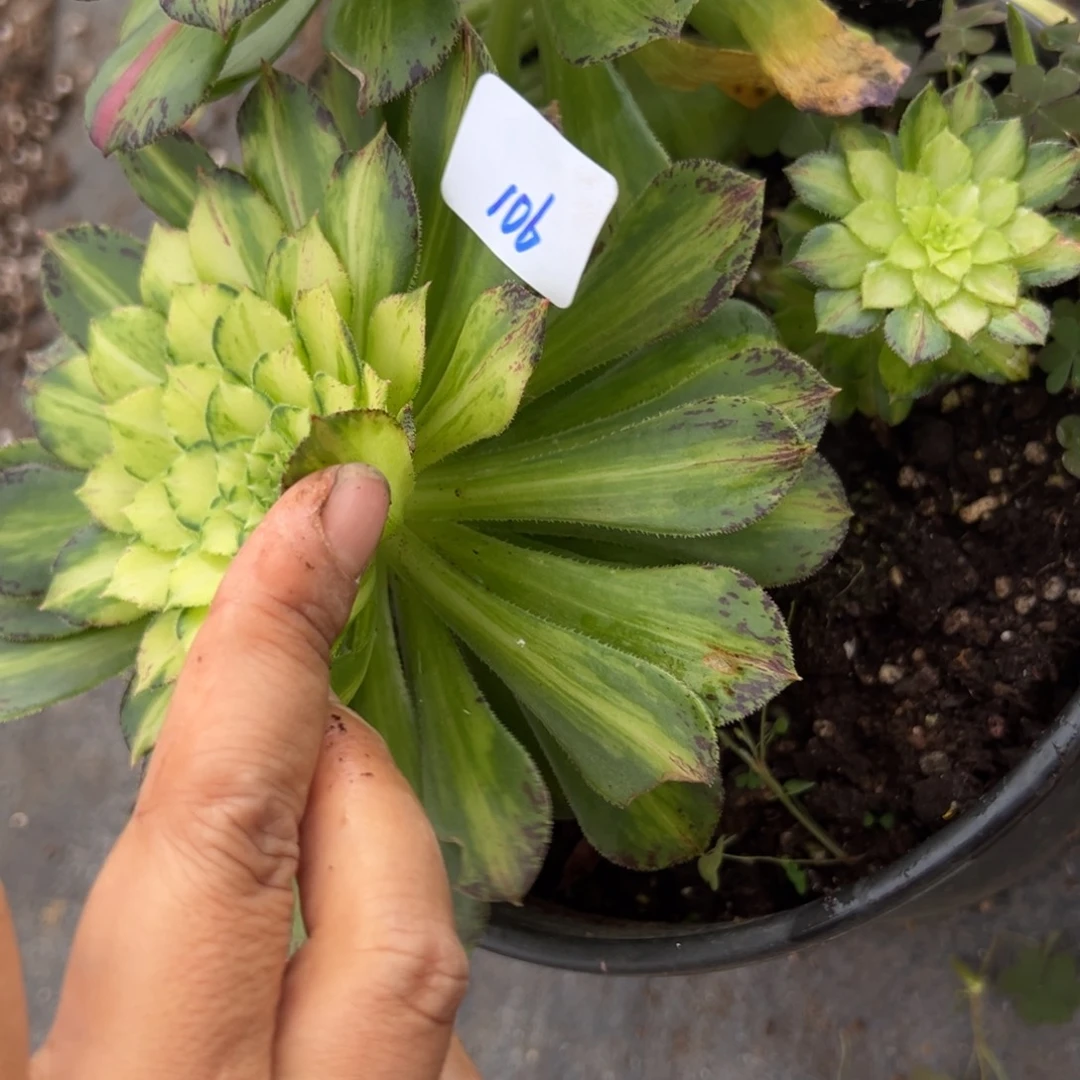 106白知否多肉植物一