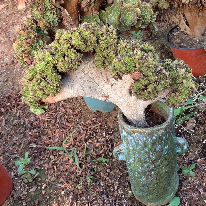 小万缀化脱土发货啊