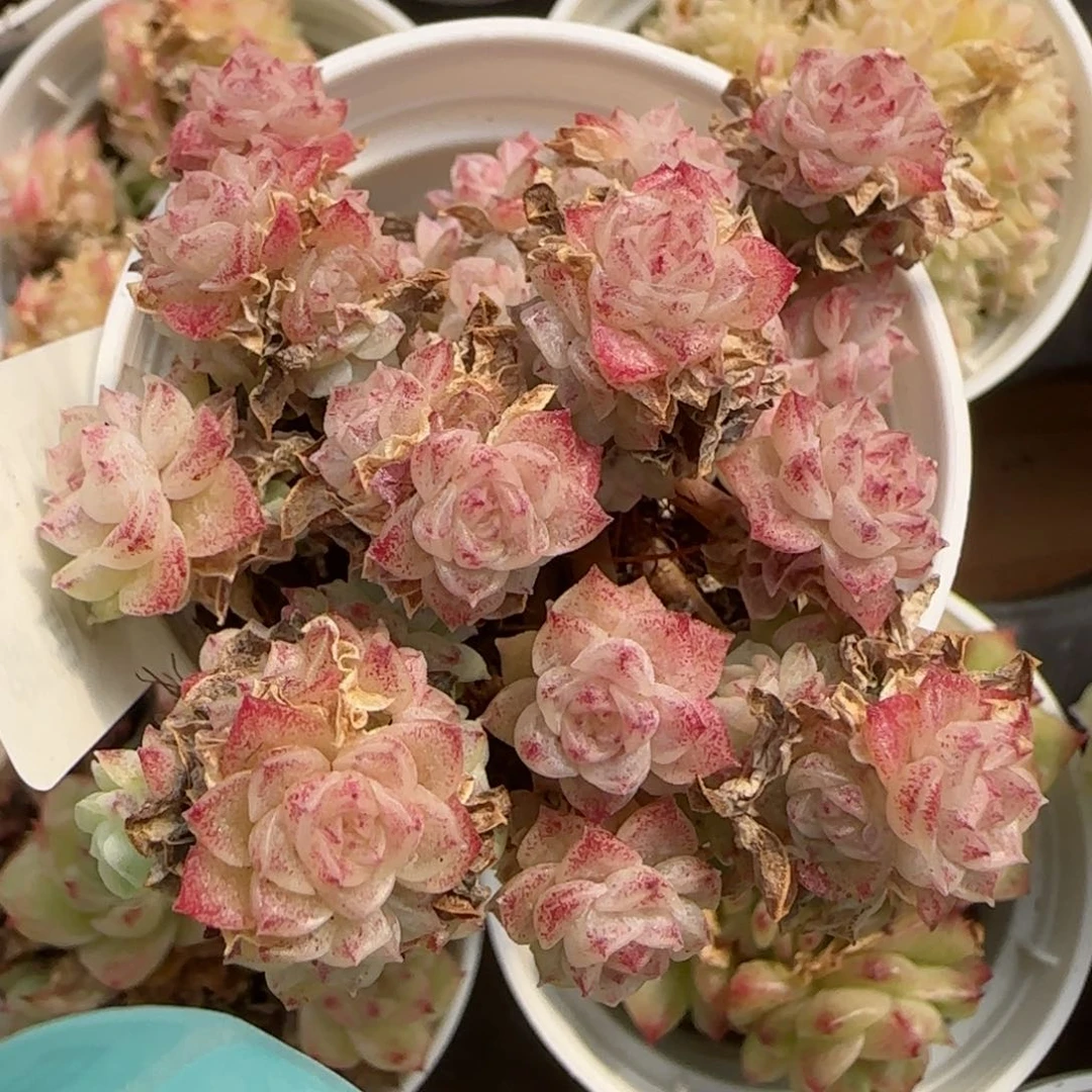 花语逸境0212-458