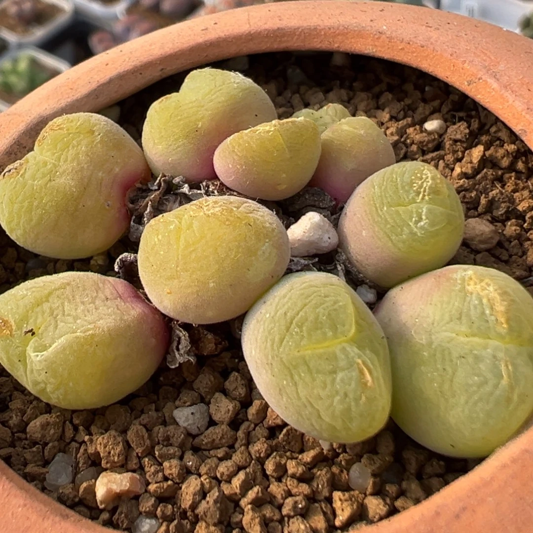 65多肉植物百科植物