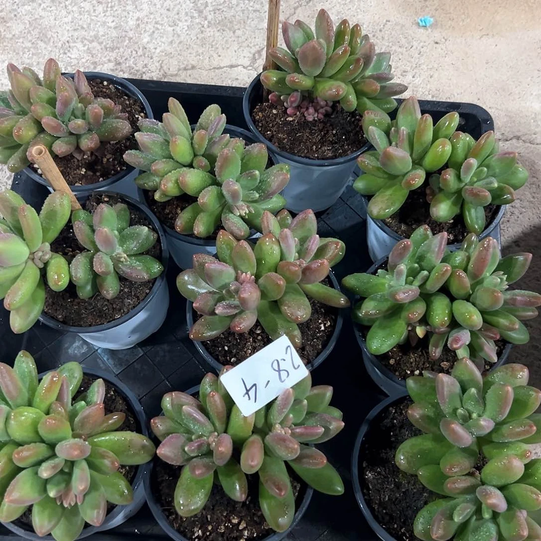 2.8-4芒果奶多头多肉随机