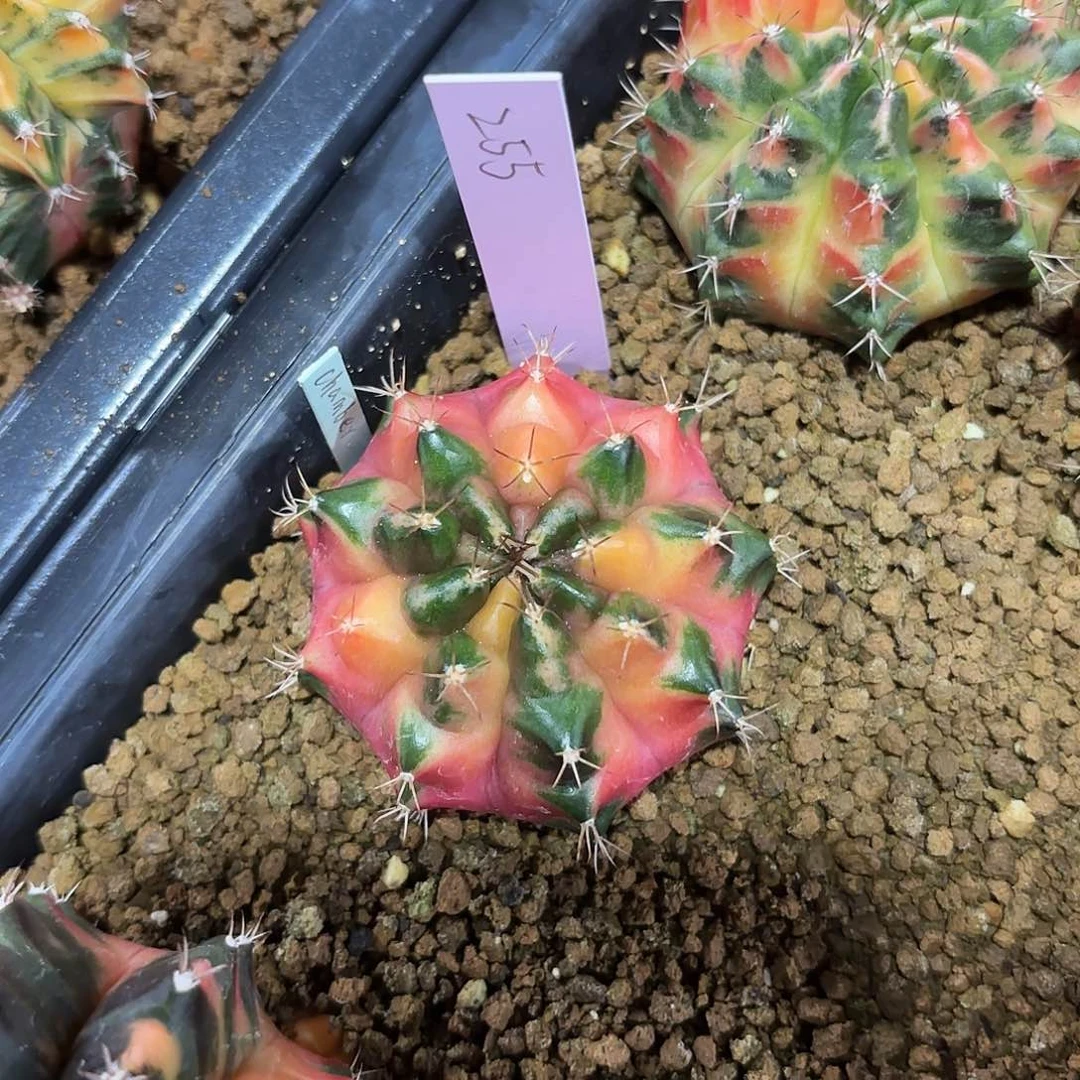 泰国米哈255-0126