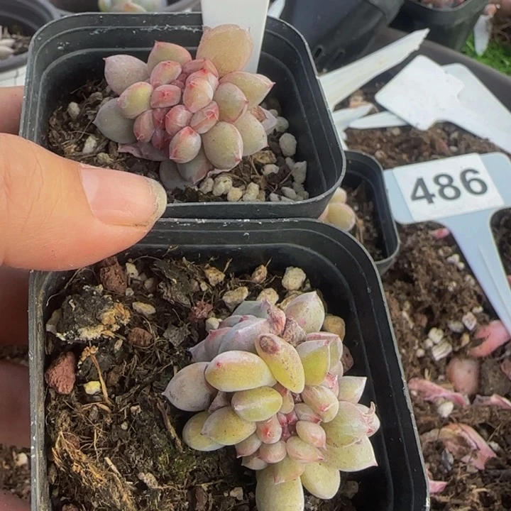 R****y050号一物一拍优选