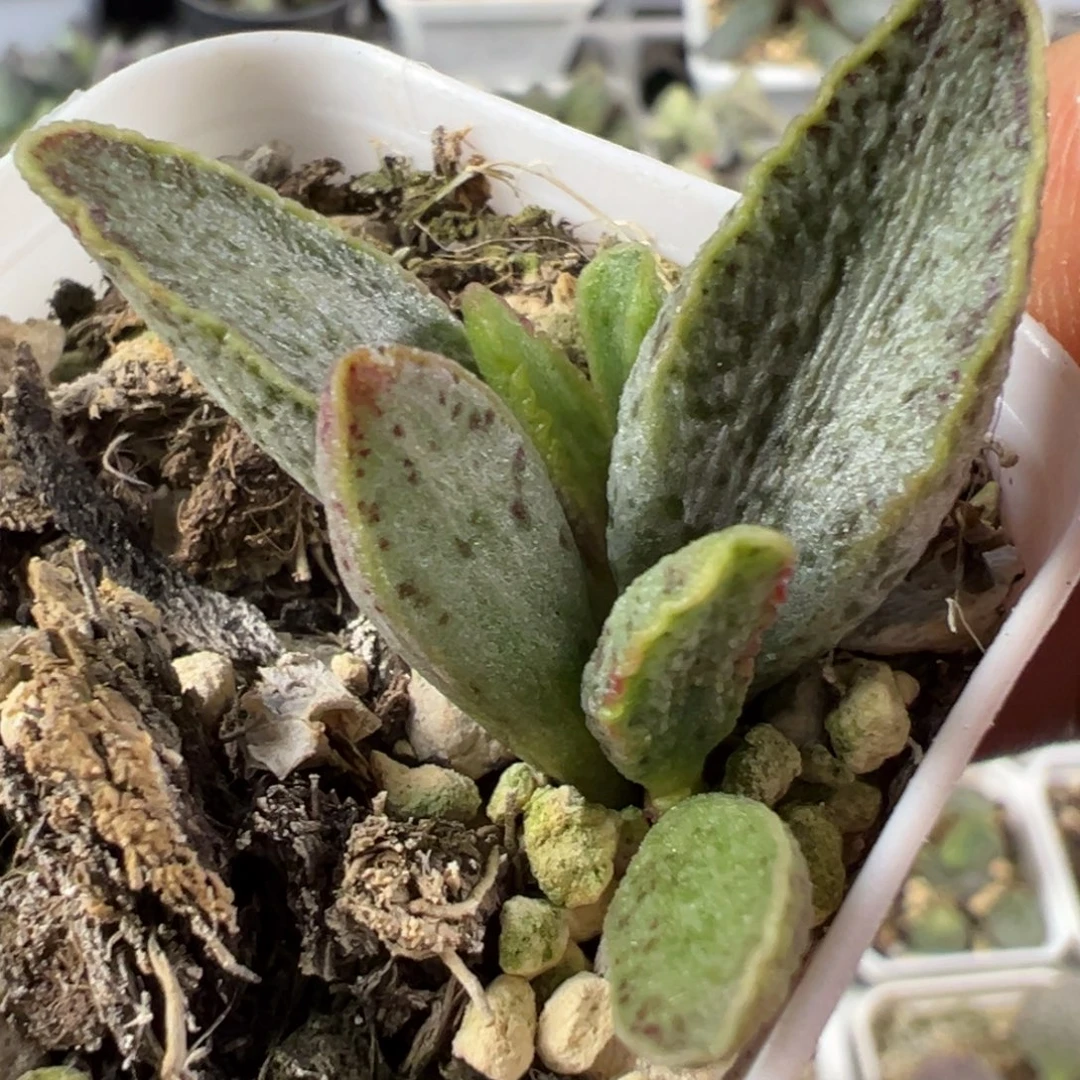 花岗岩水泡多肉植物水泡