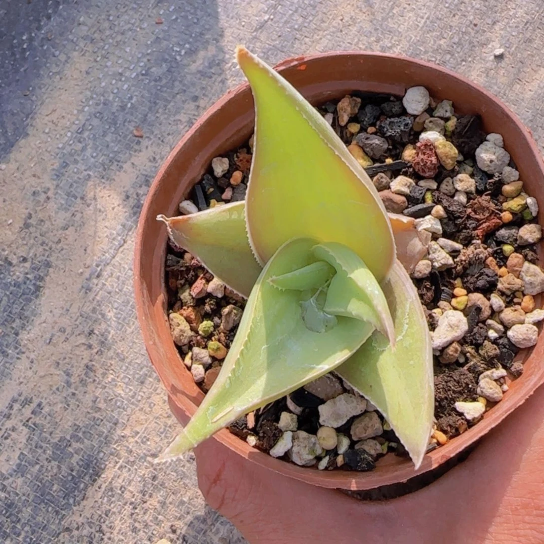 石**小块根植物块根植物