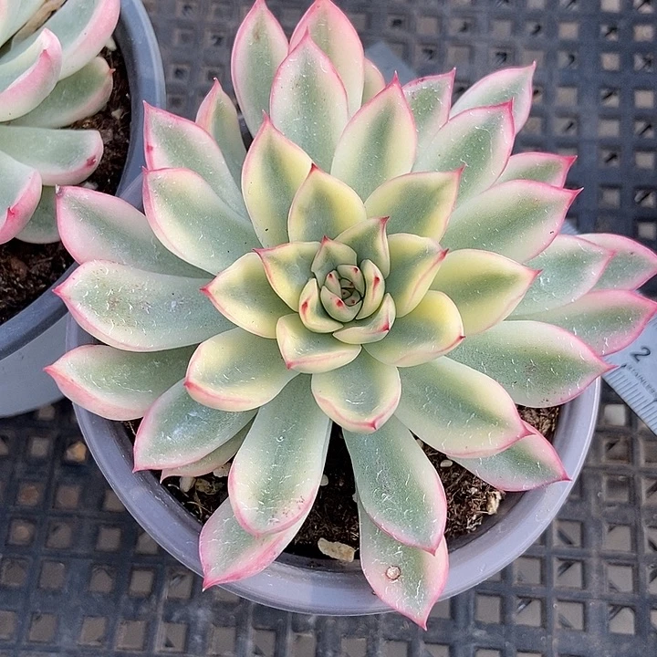 新圣骑兵锦多肉植物