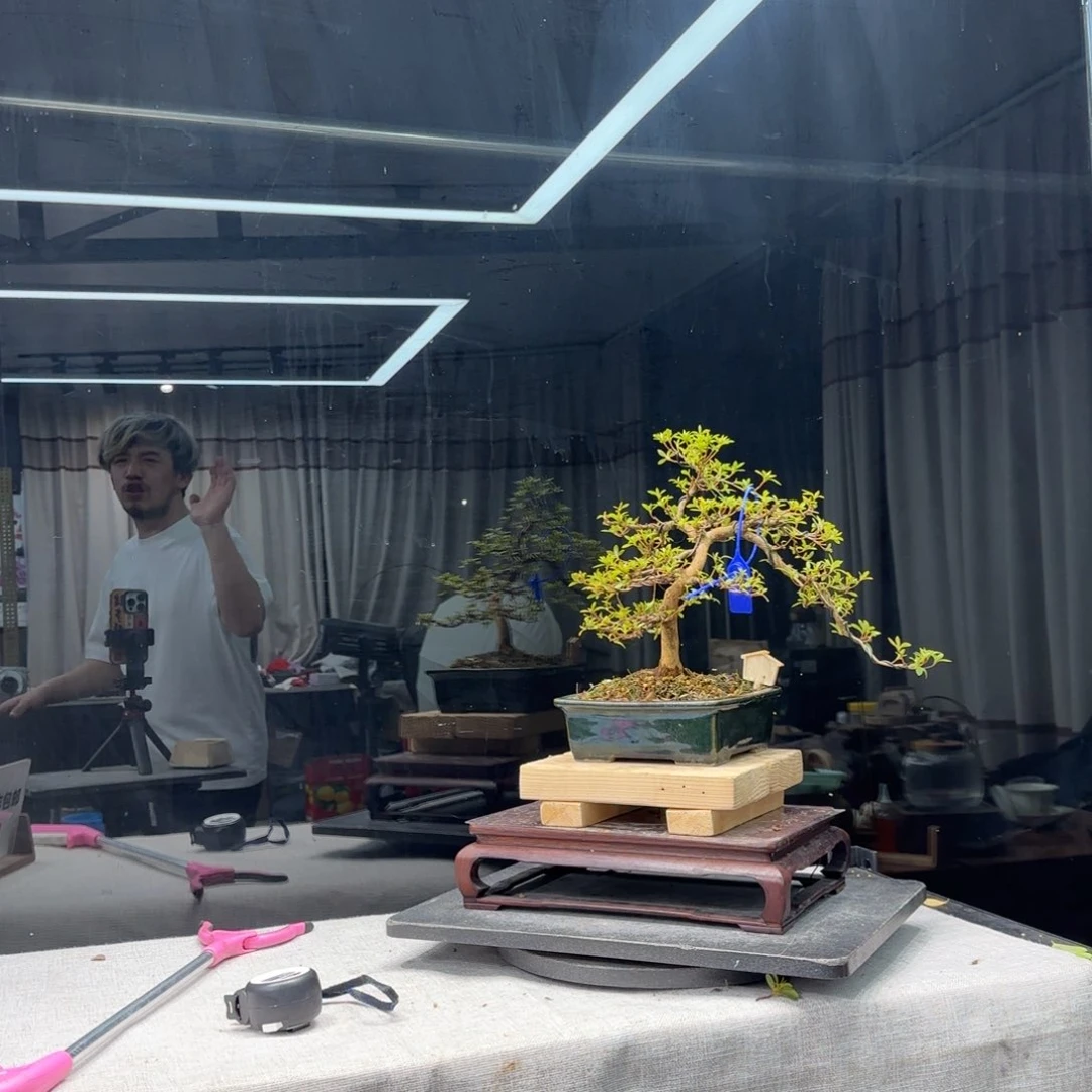 咖**蛋花卉苗木1430