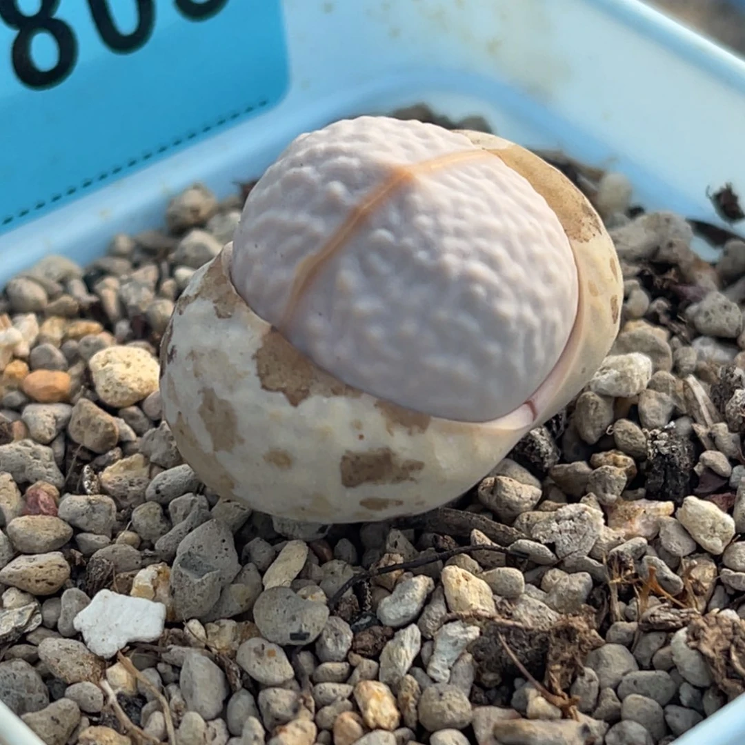 8805高尔夫母本一颗