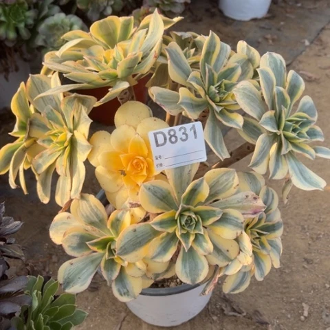 多肉植物灿烂老桩