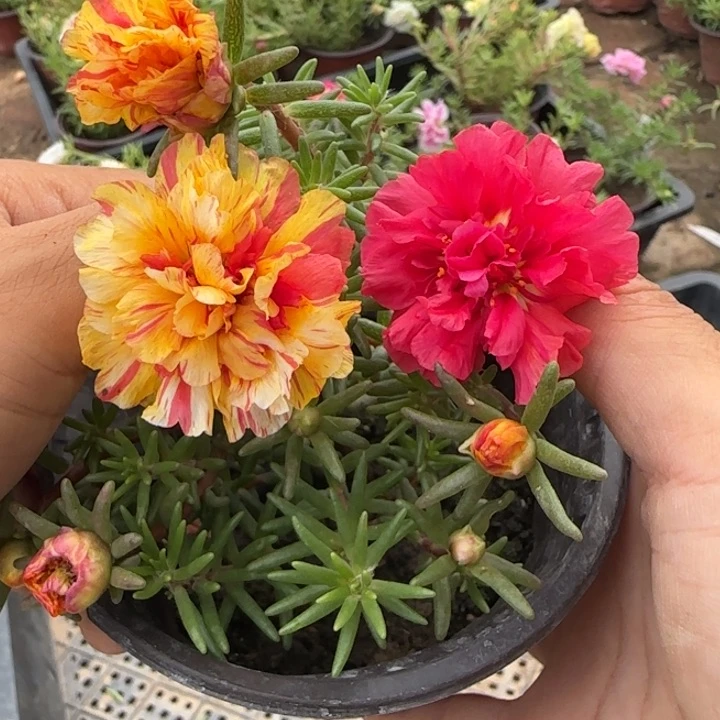 无花朵量拍阳光超小苗盆口10cm