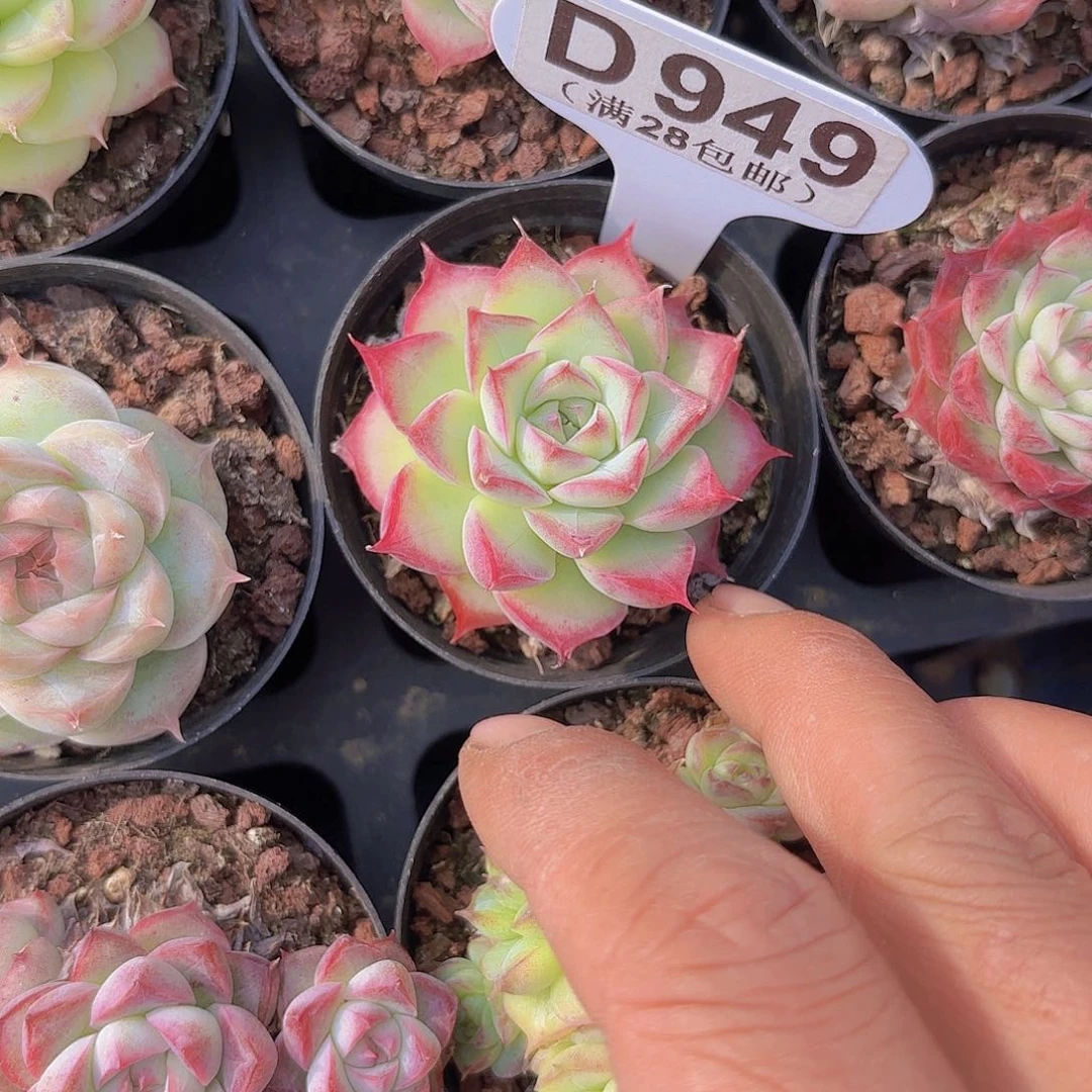 D949女王一物一拍