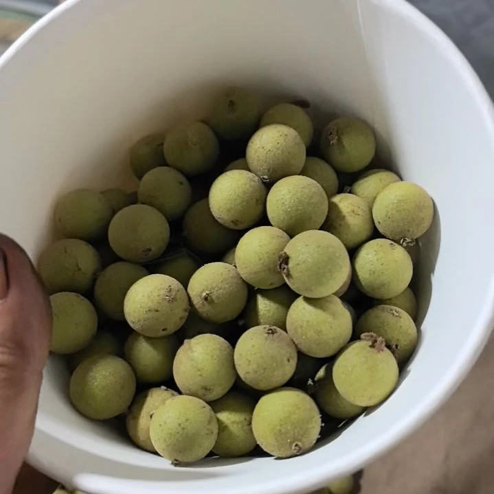 猴头核桃手串凤羽青皮拍50颗送50颗