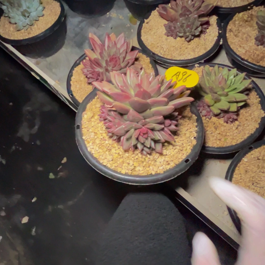 a96迷雾泡泡群生呀呀呀